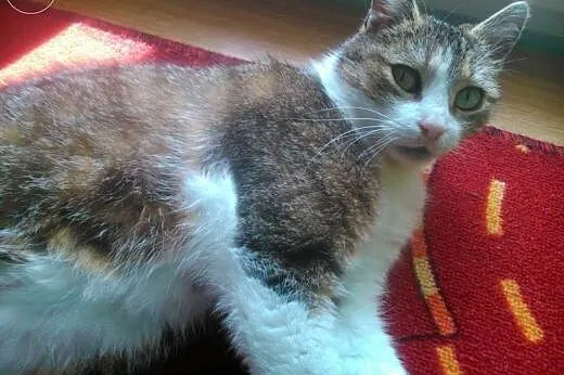 1,5 roczna Freya szuka kochającego domu stałego,  