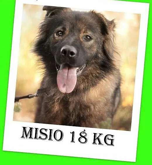 18kg,3 lata,łagodny,tulaśny,długowłosy piesek MISI