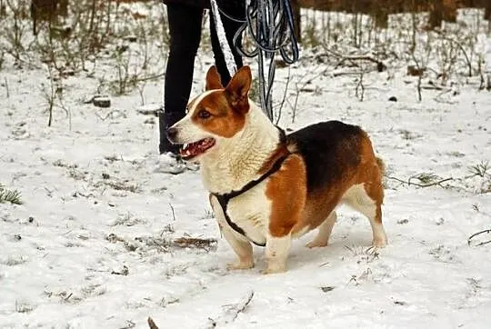 Memfis- niewielki, rasowy a tak długo szuka domu