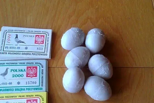 Tipesy karty znaczniki, Podlaskie, Łomża
