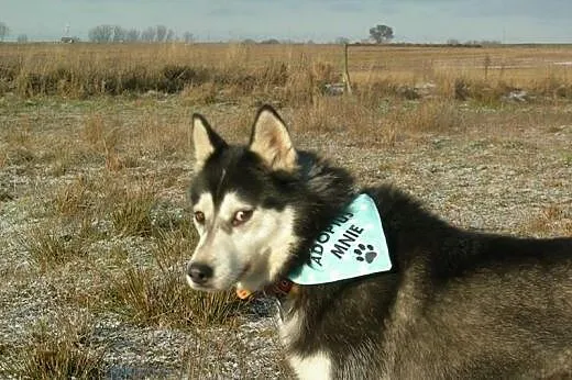 Maya - urocza sunia husky czeka na adopcję,  śląsk