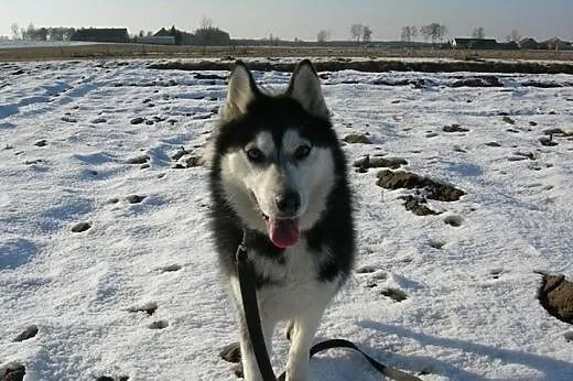 Maya - urocza sunia husky czeka na adopcję,  śląsk