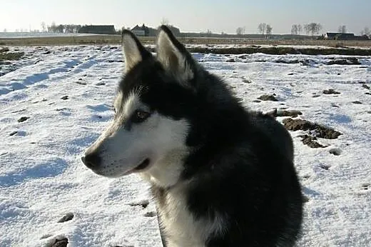 Maya - urocza sunia husky czeka na adopcję,  śląsk