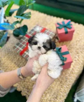 Piękne szczenięta Shih Tzu, pies i suczka, dostępne dla Ciebie i Twojej rodziny., , Łódź