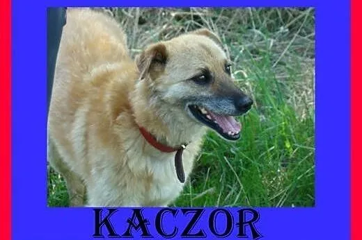 17kg ,średnio ruchliwy,kocha spacery,pies KACZOR, 