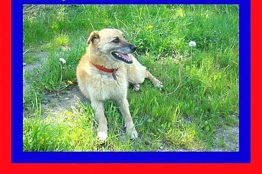 17kg ,średnio ruchliwy,kocha spacery,pies KACZOR, 