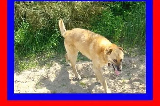 17kg ,średnio ruchliwy,kocha spacery,pies KACZOR, 