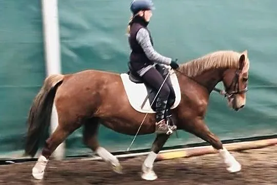 Hiszpańska klacz cruzado do rekreacji, , 