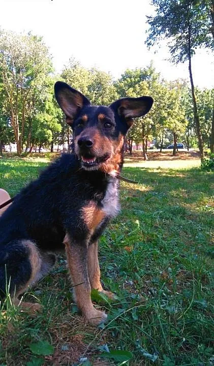 KUBA mix teriera szuka domu, wielkopolskie Poznań