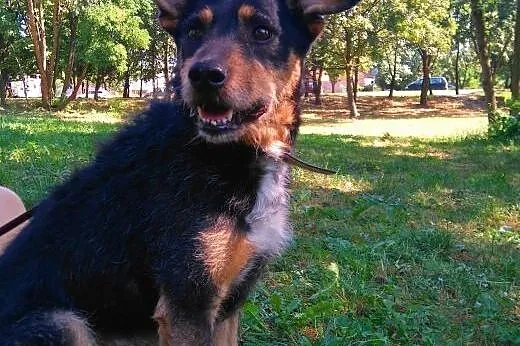 KUBA mix teriera szuka domu, wielkopolskie Poznań
