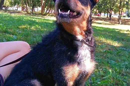 KUBA mix teriera szuka domu,  wielkopolskie Poznań