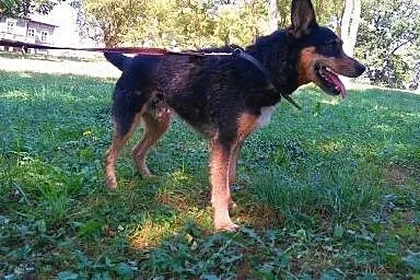 KUBA mix teriera szuka domu,  wielkopolskie Poznań