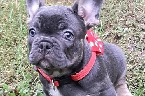 Buldog francuski piesek