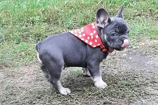 Buldog francuski piesek, Łódzkie, Pabianice