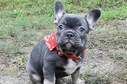 Buldog francuski piesek, Łódzkie, Pabianice