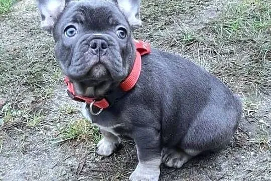 Buldog francuski piesek, Łódzkie, Pabianice