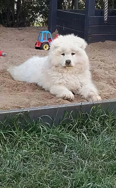 Szczenięta rasy Samoyed, Kujawsko-pomorskie, Piotrków Kujawski