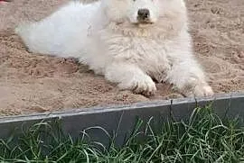 Szczenięta rasy Samoyed