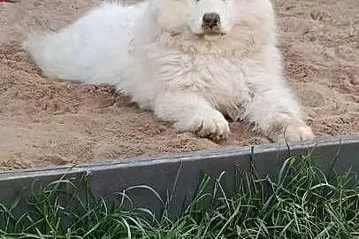 Szczenięta rasy Samoyed, Kujawsko-pomorskie, Piotrków Kujawski