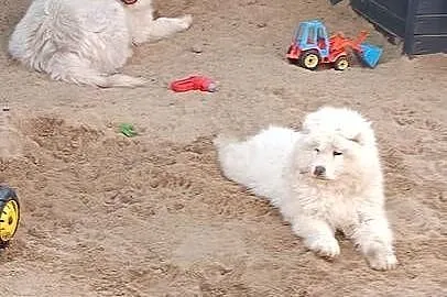 Szczenięta rasy Samoyed, Kujawsko-pomorskie, Piotrków Kujawski