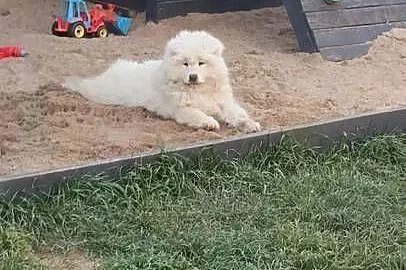 Szczenięta rasy Samoyed, Kujawsko-pomorskie, Piotrków Kujawski