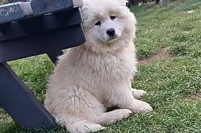Szczenięta rasy Samoyed, Kujawsko-pomorskie, Piotrków Kujawski