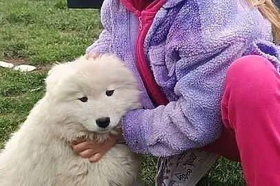 Szczenięta rasy Samoyed, Kujawsko-pomorskie, Piotrków Kujawski