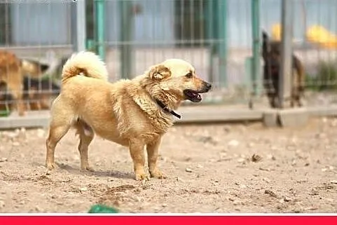 7 kg,maly przytulak,łagodny piesek ŁAZIK.Adopcja,  małopolskie Kraków