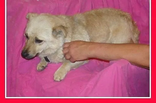 7 kg,maly przytulak,łagodny piesek ŁAZIK.Adopcja, 