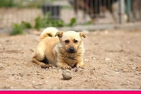 7 kg,maly przytulak,łagodny piesek ŁAZIK.Adopcja, 