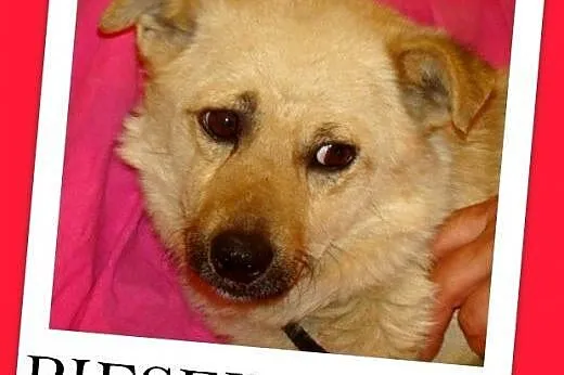 7 kg,maly przytulak,łagodny piesek ŁAZIK.Adopcja, 