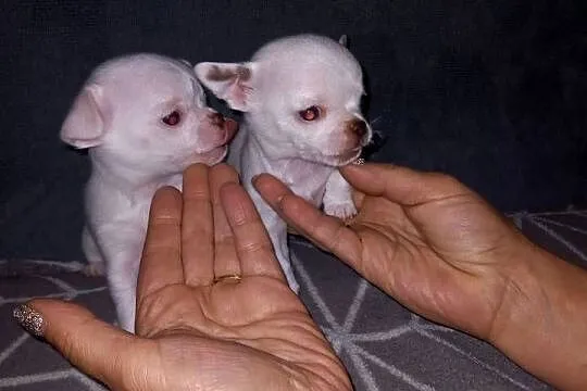 Szczeniaki Chihuahua