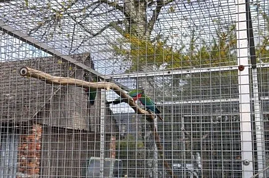 Rudosterka Czerwonobrzucha Rudosterki, Małopolskie, Przeciszów