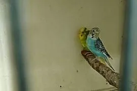 Papugi faliste 3szt.