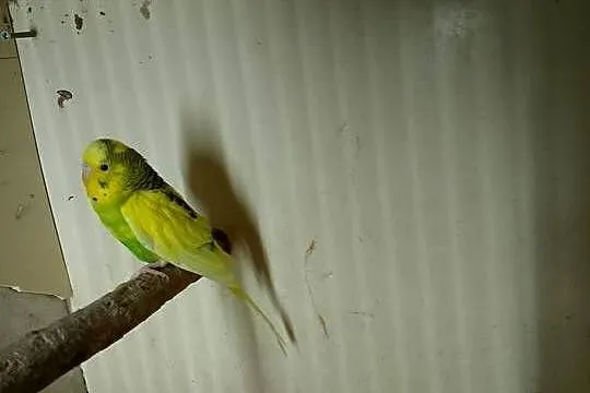 Papugi faliste 3szt., Opolskie, Strzeleczki