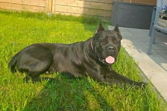 Cane Corso suczka hodowlana FCI ze wschodu, Świętokrzyskie, Kielce