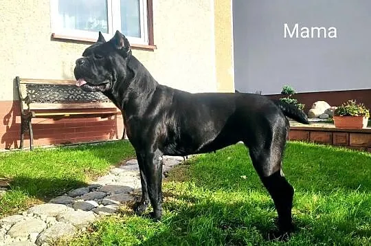 Cane Corso suczka hodowlana FCI ze wschodu, Świętokrzyskie, Kielce