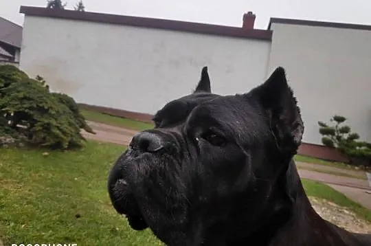 Cane Corso suczka hodowlana FCI ze wschodu, Świętokrzyskie, Kielce