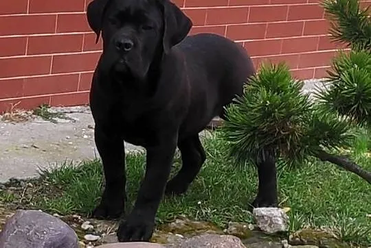 Cane Corso suczka hodowlana FCI ze wschodu, Świętokrzyskie, Kielce