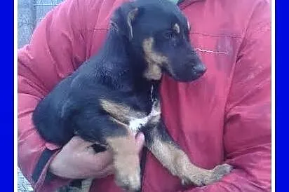 4 mies_ jamnikowaty szczeniak,piesek PARKO,bardzo grzeczny_Adopcja_