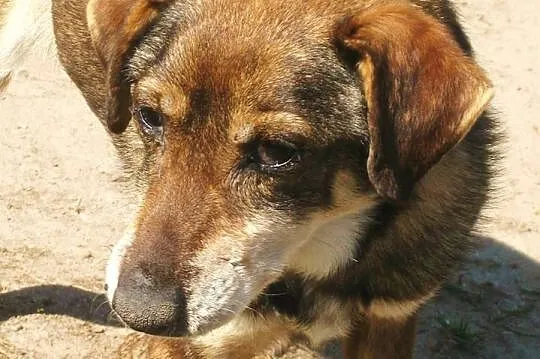 Rego - całe życie walczy o przetrwanie, cudowny pies do adopcji!