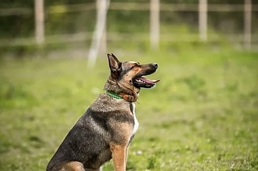 Kimba - jak tylko ją poznasz, od razu swe serce je