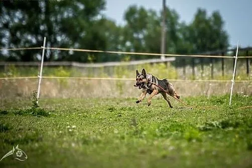 Kimba - jak tylko ją poznasz, od razu swe serce je