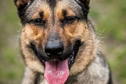 Kimba - jak tylko ją poznasz, od razu swe serce je