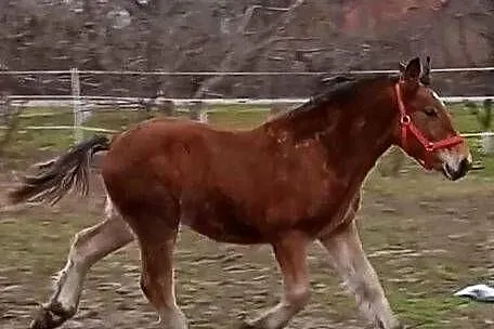 Ogierek zimnokrwisty, Lubelskie, Turobin
