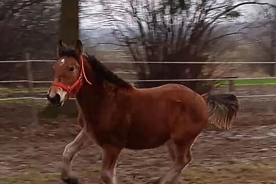 Ogierek zimnokrwisty, Lubelskie, Turobin