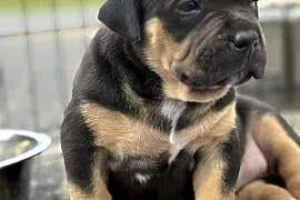 Szczeniak american bully xl