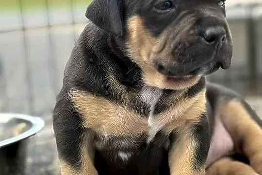 Szczeniak american bully xl, Mazowieckie, Iłża