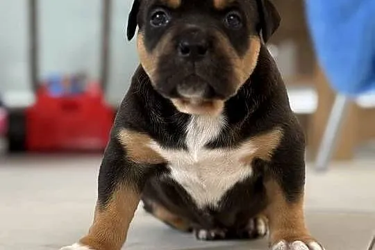 Szczeniak american bully xl, Mazowieckie, Iłża