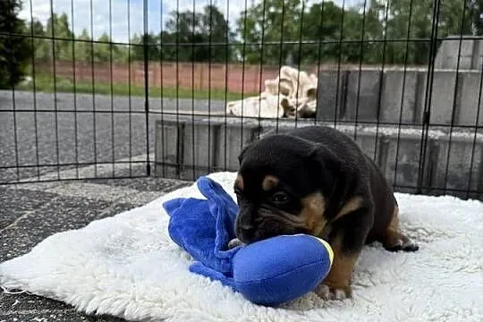 Szczeniak american bully xl, Mazowieckie, Iłża